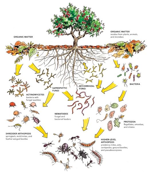 Adoption of Natural Farming and Its Impact on Crop Yield and Farmers’ Livelihood in India