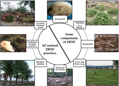 Agroforestry Assisted Natural Farming in India: Challenges and Implications  for Diversification and Restoration of Agroecosystem