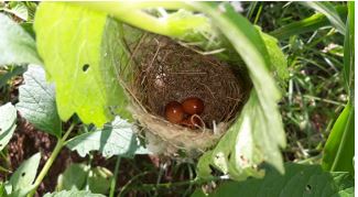 Do Birds Return to Agricultural Landscapes  through Adoption of Natural Farming  Practices? A Comparison of Natural Farming  vs. Chemical Farming in Andhra Pradesh