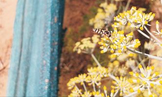 Organic Farming in Low Rainfall Areas