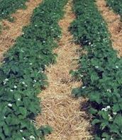 Natural Farming: Eco-Friendly and Sustainable?