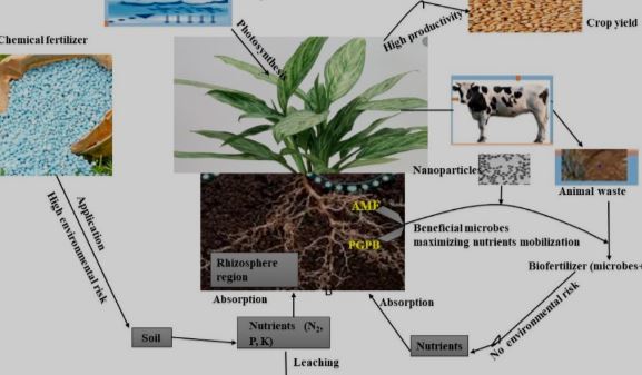 Soil Quality and Crop Yields as Affected by Microbial Inoculants in Nature Farming