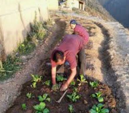 Integrating Indigenous Knowledge of Farmers for Sustainable Organic Farming: An Assessment in Uttarakhand State of India