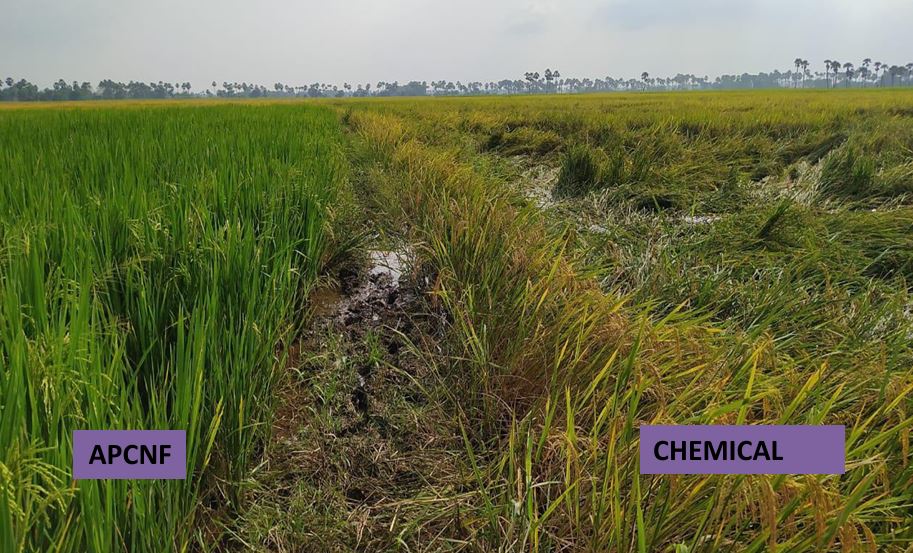 ” Crop Resilience Due to Heavy Rainfall in November 2021: Comparison of Crop Resilience in APCNF and Chemical Farms”