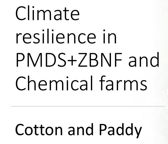 Climate Resilience in PMDS+ZBNF and Chemical Farms: Cotton and Paddy